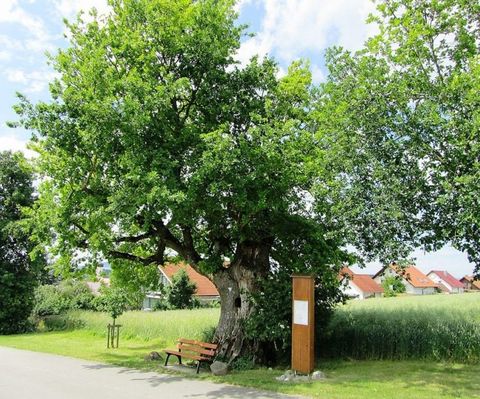 Ahlener Eiche