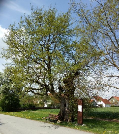 Ahlener Eiche