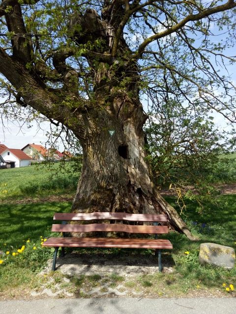 Ahlener Eiche