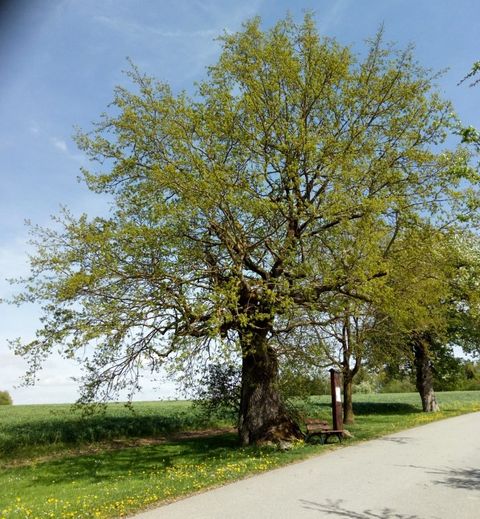 Ahlener Eiche